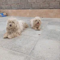 فروش فوری سگ پاکوتاه  واکسن خورده