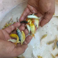 نقاشی خدا کوی خوشکل زیبا