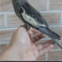 عروس هلندی گمشده