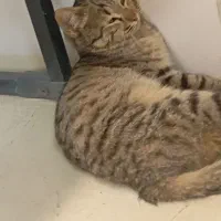 فوری سرپرستی گربه