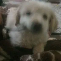 توله پامرشیتزو|سگ|پاکدشت, پارچین|دیوار