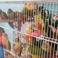 سالن تکثیر گرینچیک (جوجه سرلاکی و جفت جوانه)|پرنده|مشهد, رضاشهر|دیوار