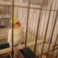 نر لوتینو آماده