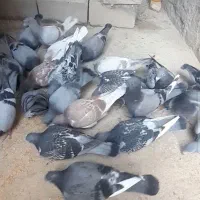 کبوتر مسافتی(پلاکی)|پرنده|شیروان (خراسان), |دیوار