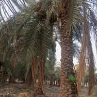 کار کشاورزی