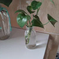 شیشه های پرکاربرد|ظروف سرو و پذیرایی|گرگان, |دیوار