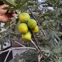 پیش فروش نهال میوه در نهالستان غرب|خدمات باغبانی و درختکاری|بهبهان, |دیوار