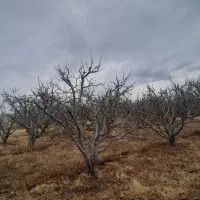 نیازمند کارگر جوان با محل اقامت