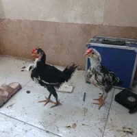 جوجه لاری