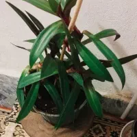 زیبا وسرحال|گل و گیاه طبیعی|سرپل ذهاب, |دیوار