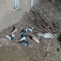 کفتر|پرنده|جوین, |دیوار