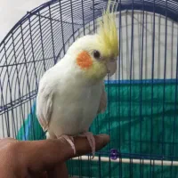 عروس هلندی