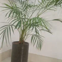 گل و گیاه
