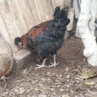 خروس سلطان کاکلی جوان پرند|حیوانات مزرعه|پرند, فاز ۰|دیوار