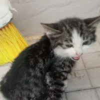واگذاری رایگان  گربه 3 ماهه