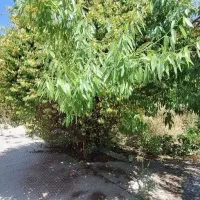 خانه فروشی بزنجان