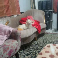 واگذاری سگ اشپیتز پامر