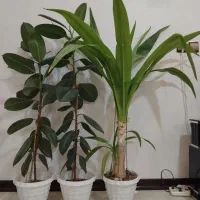 فروش گل آپارتمانی|گل و گیاه طبیعی|شاهینشهر, خانه کارگر|دیوار