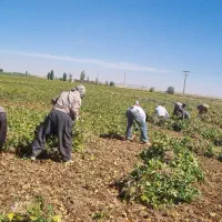 کارگر برای لوبیا نیازمندم