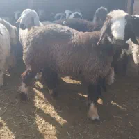 ویژه بره ماده