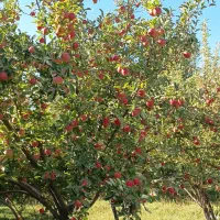 فروش سیب سردرختی