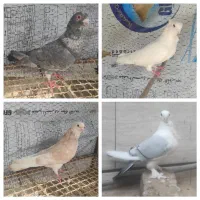 کبوتر موشی بلژیکی وهما