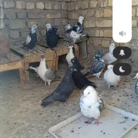 کفتر نر|پرنده|عسگران, |دیوار