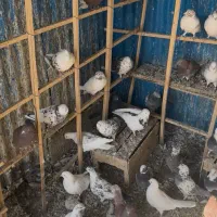 کبوتر پرشی محلات|پرنده|محلات, |دیوار