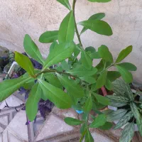 سه تا گل طبیعی دو کوچک وی بزرگ|گل و گیاه طبیعی|ایوان, |دیوار