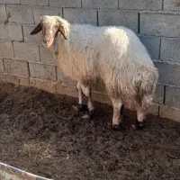 قوچ|حیوانات مزرعه|گناباد, |دیوار