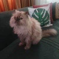 هیمالین