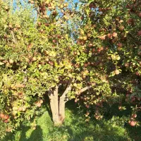 فروش-باغچه-سپیدان-هماشهر-دمقنات