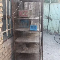 قفس کبوتر