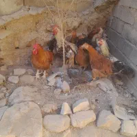 پرنده|حیوانات مزرعه|ویسیان, |دیوار