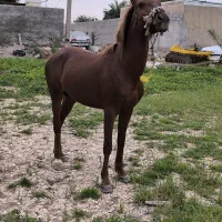 اسب|اسب و تجهیزات اسب‌سواری|چمران, |دیوار