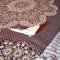 ماده عروس هلندی