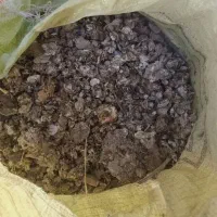 کودکفتر،پرنده،