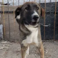 سگ سرابی اصیل|سگ|سنندج, |دیوار