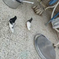 جفت کله سیاه
