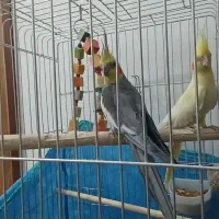 عروس هلندی