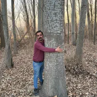 نهال صنوبر سریع چوب‌ده