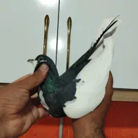 کله سفید کاکول وچپ وراست وسینه سیاه|پرنده|شادمهر, |دیوار