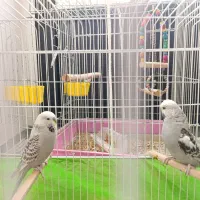 جفت مرغ عشق انگلیسی و گرینچیک