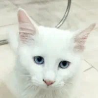 واگذاری گربه دی ال اچ سفید