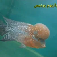 فلاور هورن هد دار سایز درشت|ماهی|مشهد, رسالت|دیوار