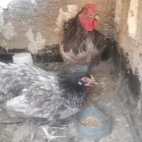 مرغ و خروس ویوندت