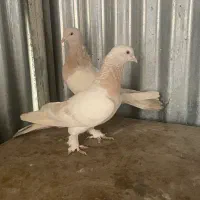 سوسنی کویتی