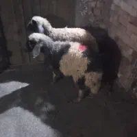 گوسفند|حیوانات|زرند, |دیوار