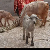 یک بز با دوکهره نر