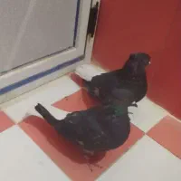 یک جفت کبوتر سیاه دمسفید اشعل|پرنده|دهدشت, |دیوار